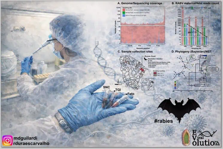 Estudo detecta material genético do vírus da raiva em fêmea de morcego