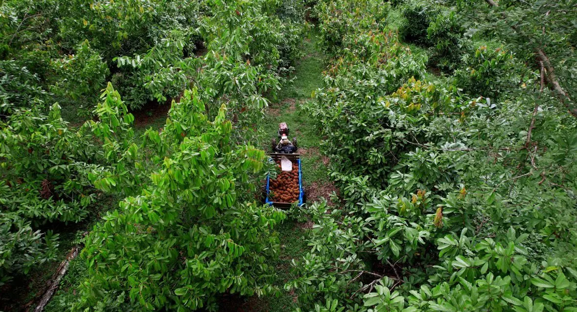 Natura apresenta modelo próprio de carbono na Amazônia